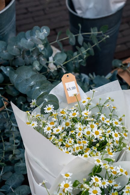 A bouquet of small white daisies with bright yellow centers arranged in white wrapping paper, accompanied by sprigs of eucalyptus with rounded, silvery-green leaves, placed outdoors. The bouquet is po