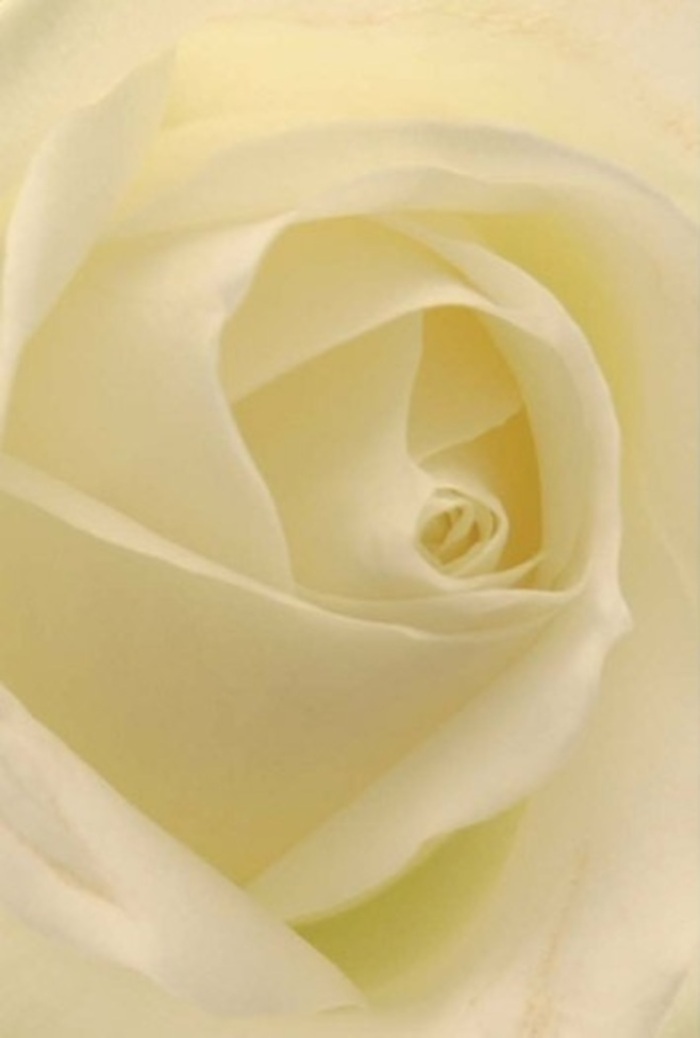 Viewed up close, this impeccable white rose reveals its tender complexity-a spiral of creamy petals that blend seamlessly into each other, illuminating tranquility and refined grace much like the gentle calm found in Islington's private courtyards. Light pours over the bloom in a way that highlights subtle gradients of white and soft cream, creating an impression as if each petal glows from within. The carefully layered composition speaks to the sophistication and classic beauty that defines local floral design, ideal for marking significant gestures: an elegant wedding centrepiece, a sincere expression of apology, or an admired bouquet on a Newington Green mantel. The rose's core is nearly flawless in its symmetry, hinting at the purity and resilience cherished by Islington's diverse community. Shadows and highlights intermingle to enhance the natural beauty of the flower, while the imagined fragrance-clean, understated, serene-evokes the comforting embrace of familiar spaces from Highbury to Angel. This rose, delicately composed by a florist deeply rooted in the Islington tradition, embodies both emotional meaning and enduring artistry.